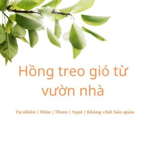 hồng treo gió đà lạt