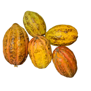 Cacao