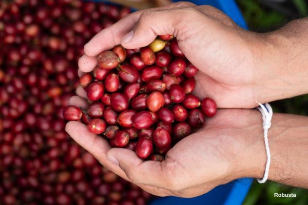 Cà phê Robusta chín