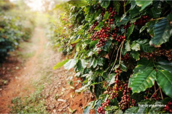 trái cà phê Arabica Cầu Đất