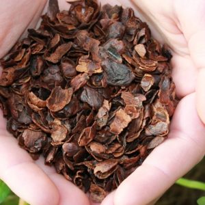 cascara