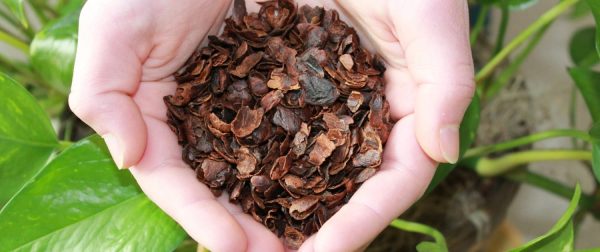 cascara