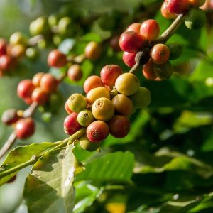 arabica cầu đất