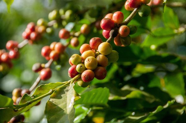 arabica cầu đất