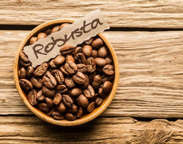 robusta