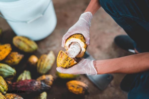 Quy trình sản xuất rượu vang cacao