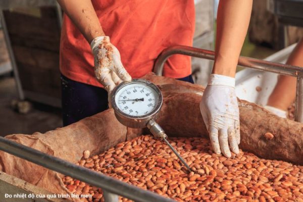 Lên men hạt cacao