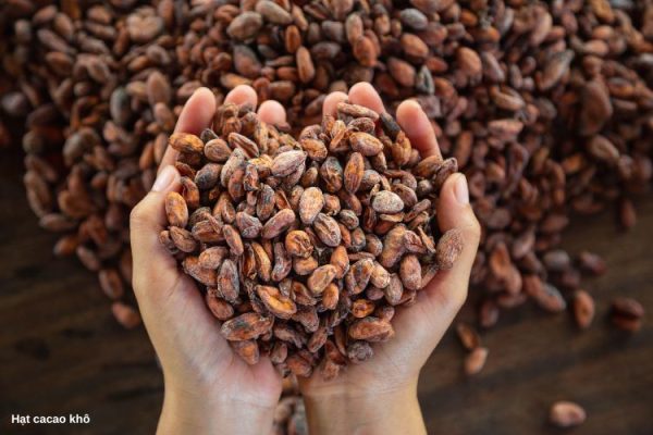 Hạt cacao sau khi đã lên men và phơi khô