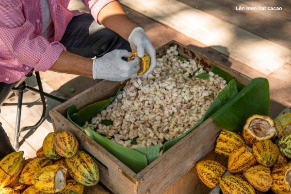 Lên men hạt cacao