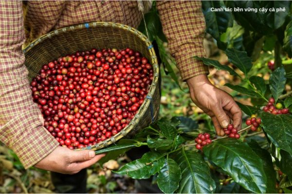 canh tác bền vững 