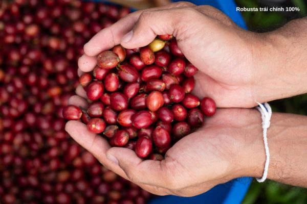 Hương vị robusta trái chín 100% làm cho cà phê giảm đắng tăng ngọt